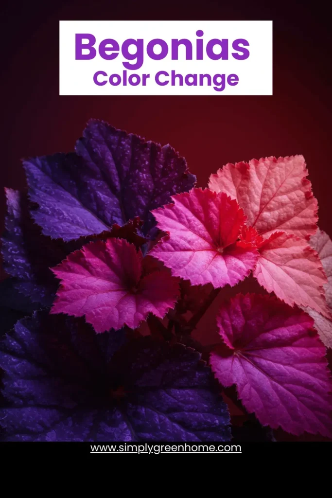 Shifting Hues: 10 Indoor Plants That Reveal Their True Colors 3 Begonias Color Change