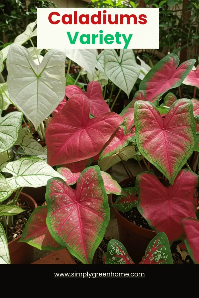 Shifting Hues: 10 Indoor Plants That Reveal Their True Colors 5 Caladiums Variety
