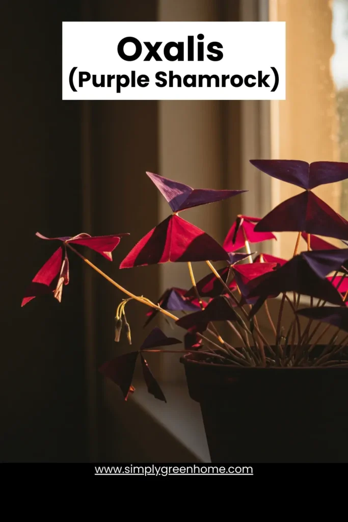 Shifting Hues: 10 Indoor Plants That Reveal Their True Colors 7 Oxalis Purple Shamrock