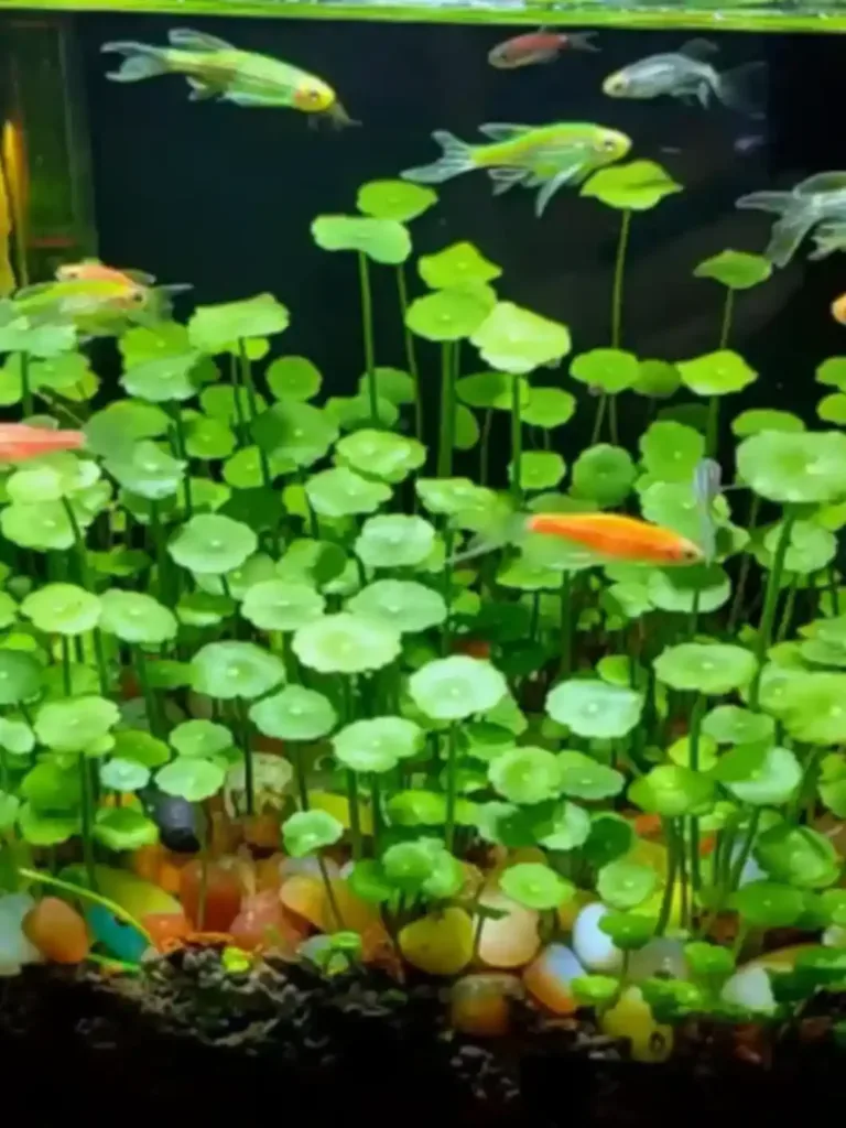 Pennywort aquarium guide with placement examples
