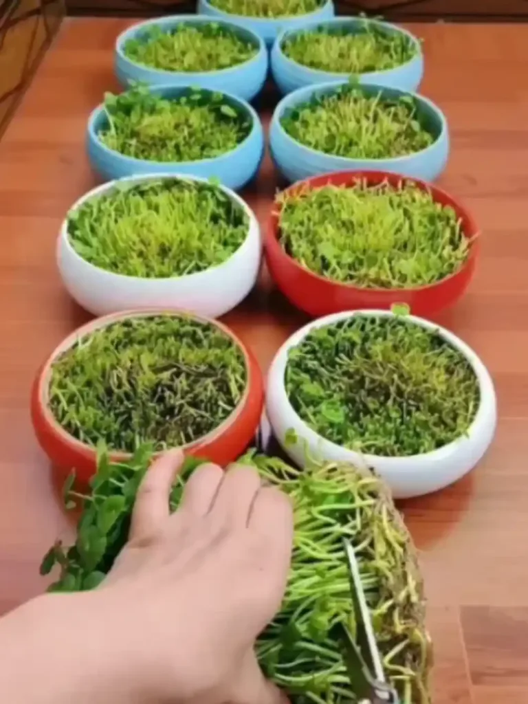 Visual steps for growing pennywort successfully