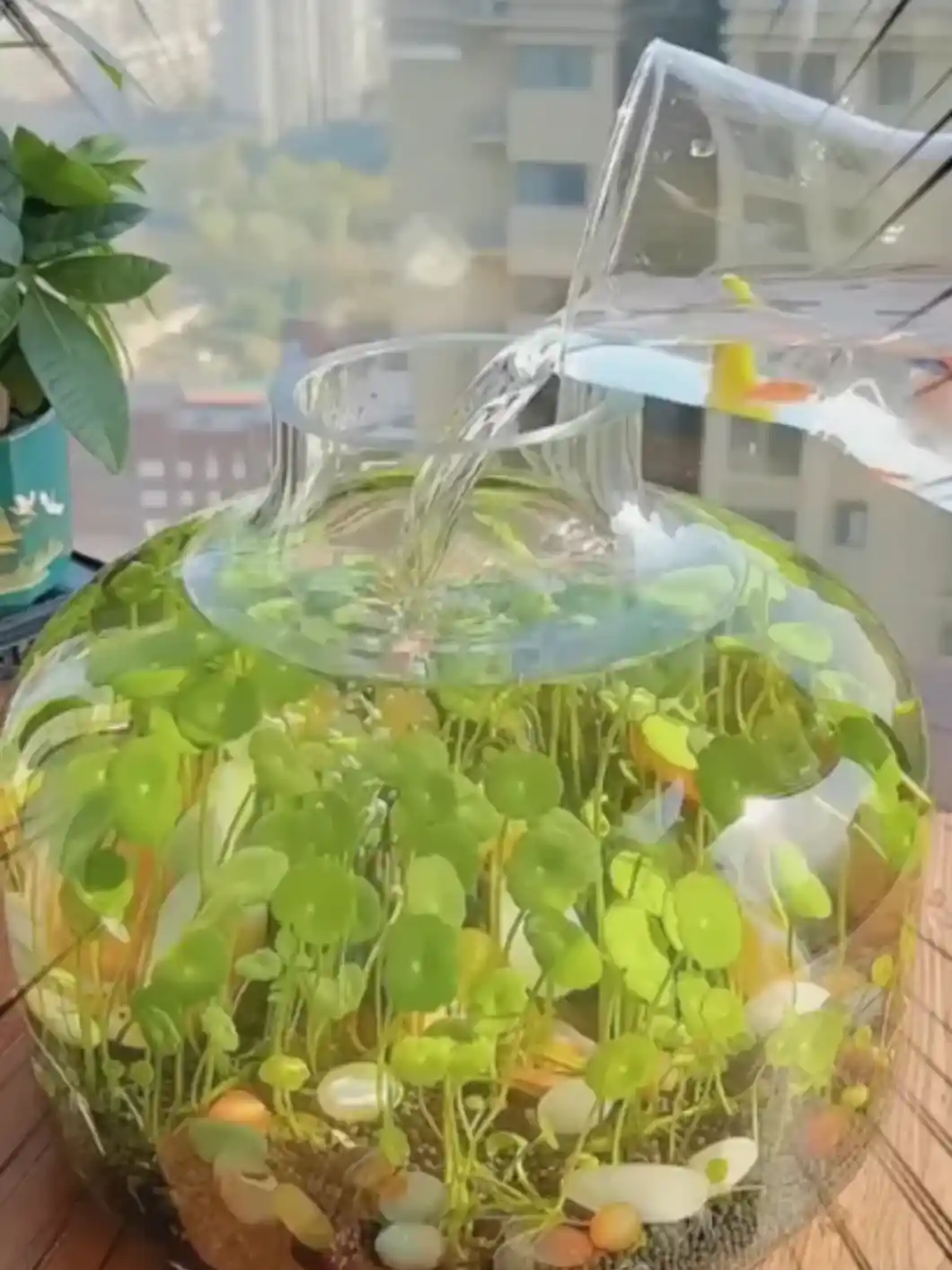 Pennywort aquatic plant close-up