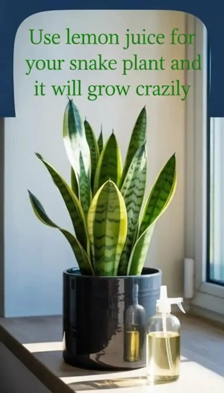 Snake plant with lemon juice for enhanced growth.